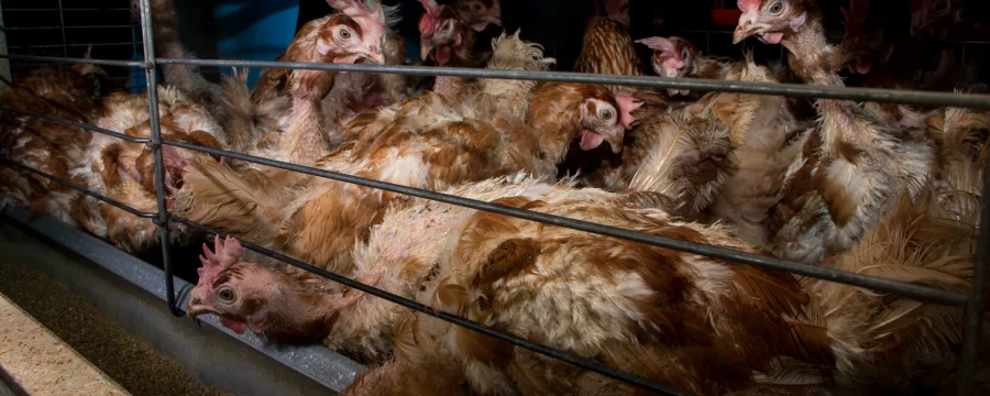 Egg laying hens in a cage
